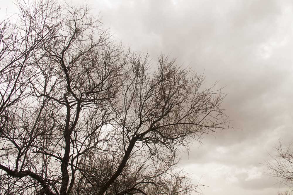 Árbol finalizando el invierno