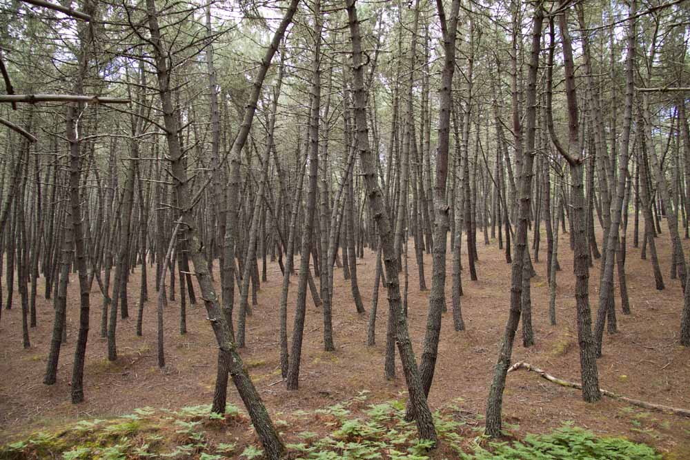 En un bosque a la salida de Estevesiños